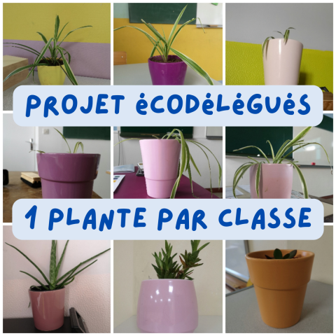 une plante par classe